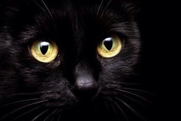 Владельцев черных кошек предупредили об опасности