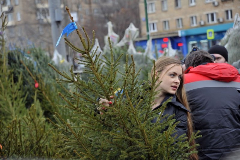 Новогодние ели незаконно продавали в Новосибирске