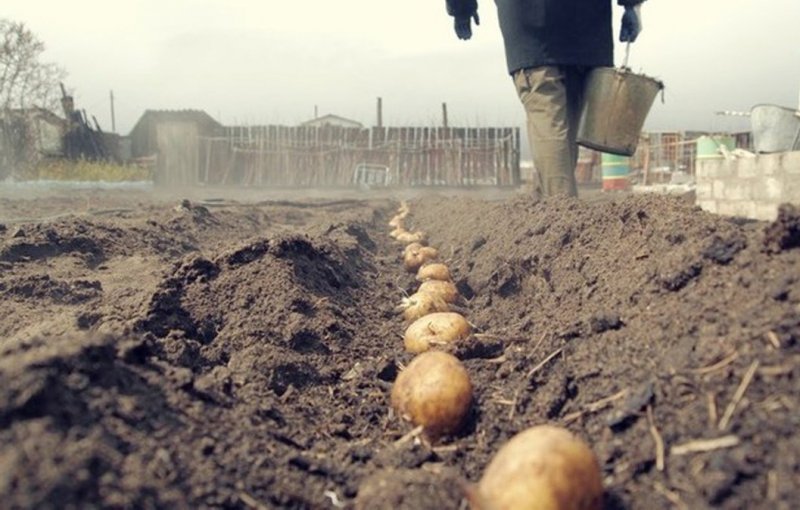 Министр Симонов призвал сажать еще больше картошки