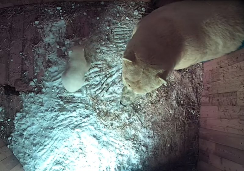 Медвежонок родился у Кая и Герды в новосибирском зоопарке