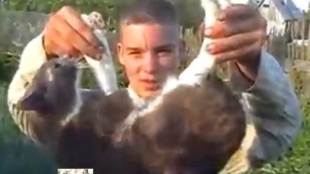 Зоозащитники потребовали наказать взорвавших кота подростков