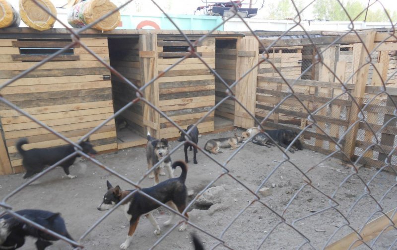 Неизвестные отравили собак в приюте в Новосибирске