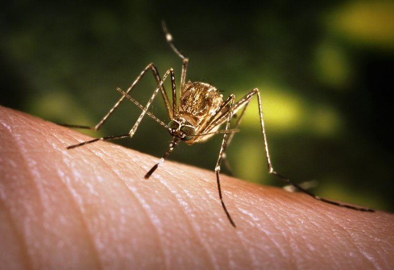 Новосибирец привез малярию из Африки