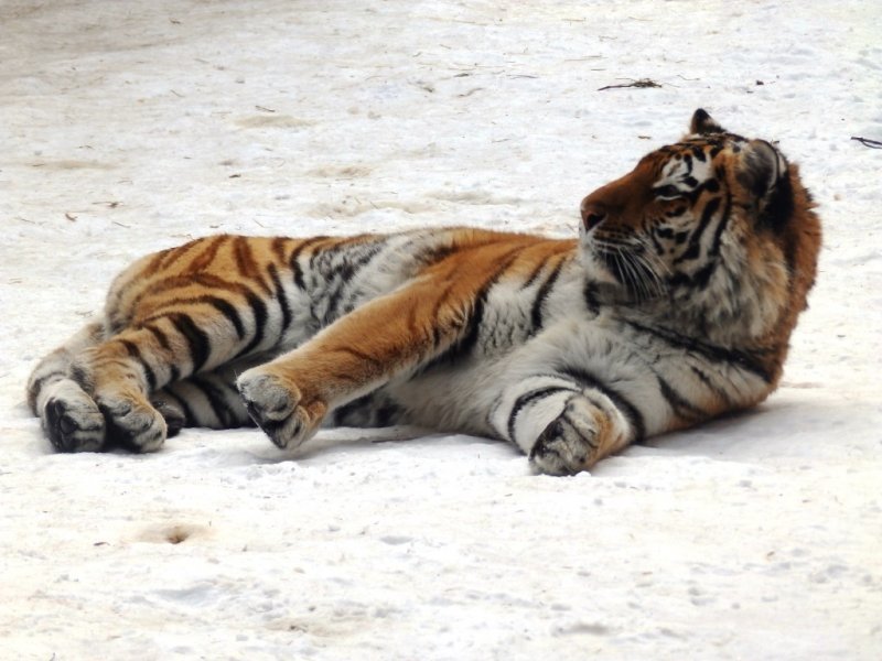 Новосибирский зоопарк отправил молодую тигрицу в Японию