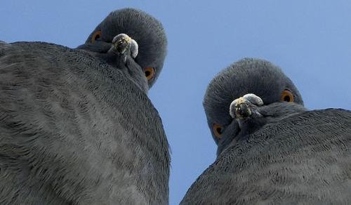 Пару голубей депортировали из Новосибирска в Таджикистан