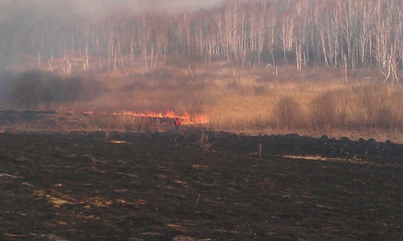 Первые лесные пожары возникли в Новосибирской области