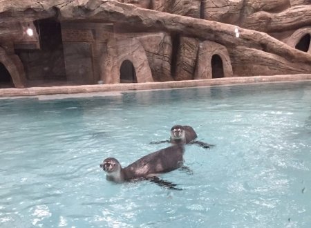 Первые пингвины появились в новосибирском зоопарке