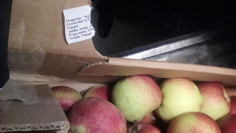 40 тонн «запрещенных» яблок раздавят бульдозером