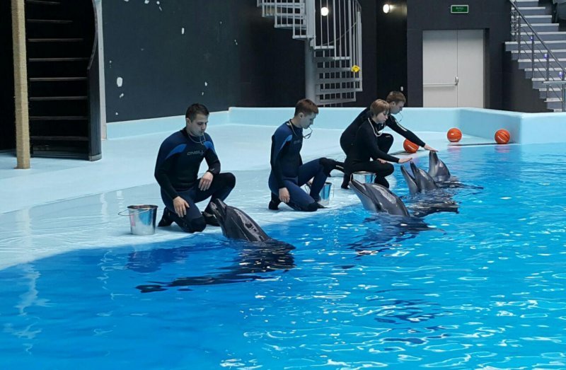 Новосибирский дельфинарий обещают открыть в августе