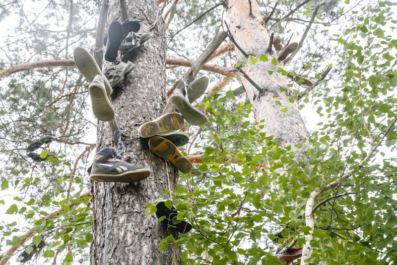 Выпускники бросали кеды на дерево ради поступления на бюджет