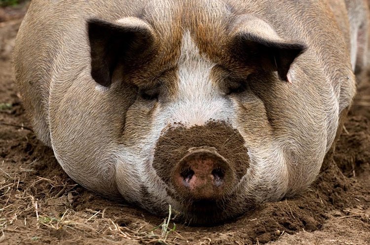 Новосибирцев предупредили о чумной свинине