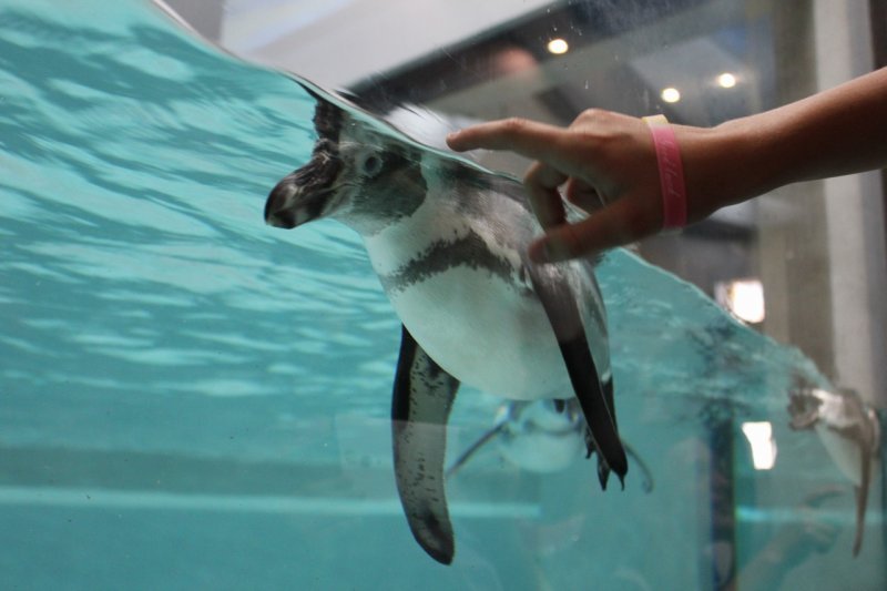 Пингвинарий открылся в новосибирском зоопарке (фоторепортаж)