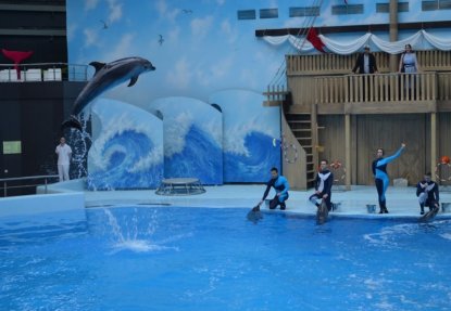 Дельфинарий с подводным тоннелем открылся в Новосибирске