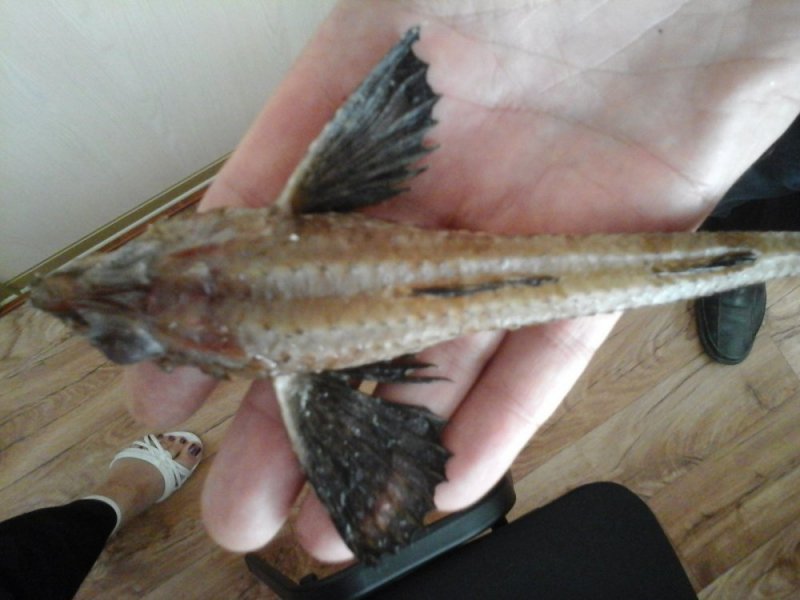 Необычную рыбу с крыльями поймали в Новосибирской области