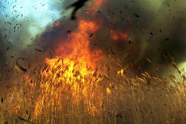 Пшеничное поле вспыхнуло под Новосибирском