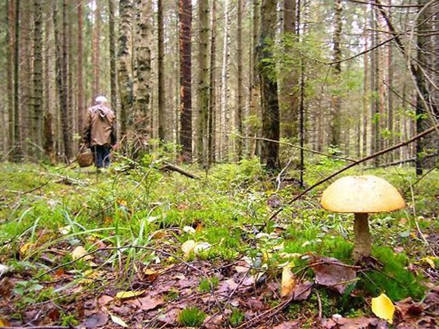 Пенсионерка две недели блуждала по лесу и пила росу