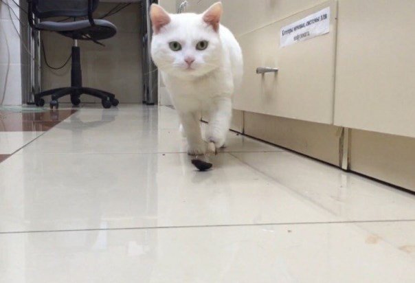 Ветеринары впервые в России вживили коту лапу из 3D-принтера