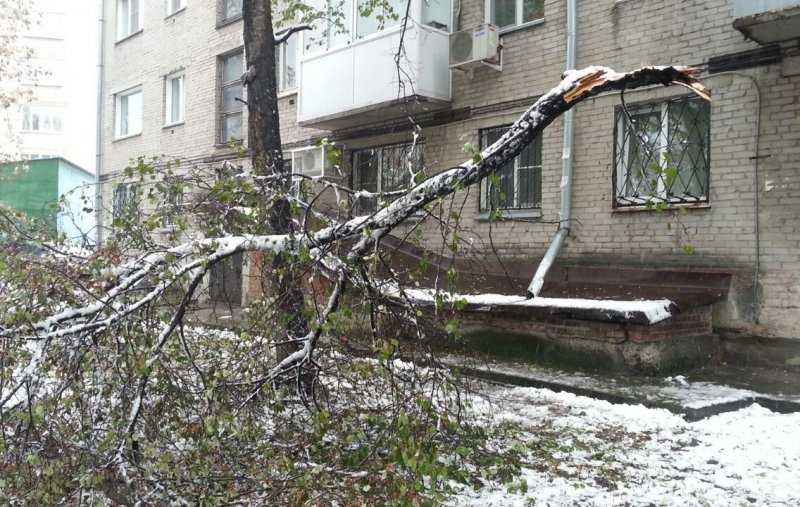 Новосибирск засыпало сломанными ветками в снежные выходные