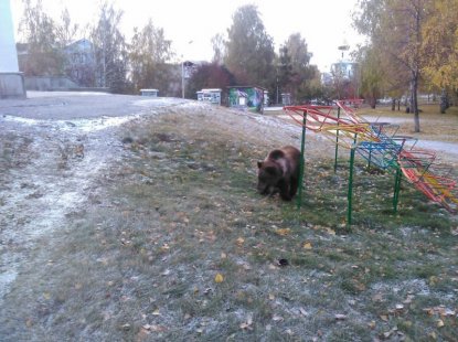 Медведя выгуливали на детской площадке в Новосибирске (фото)