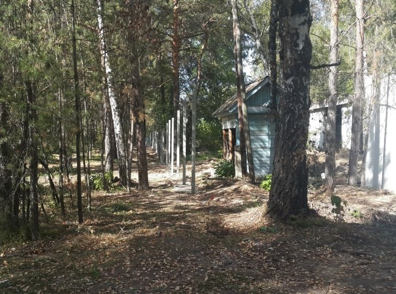 Вырубку деревьев в Заельцовском бору признали законной