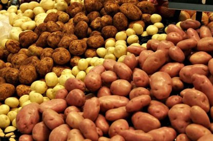 Китайцы откроют картофельный центр в Новосибирской области