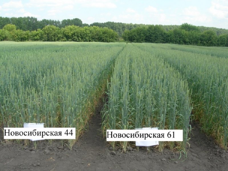 Устойчивую к засухе и болезням пшеницу создали в Новосибирске