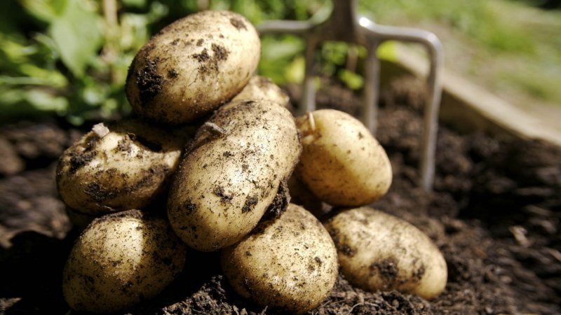 Ученые вырастят особые сорта картофеля для новосибирцев 