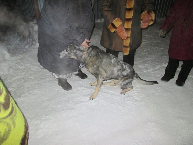 Спасатели вытащили из оврага слепую собаку