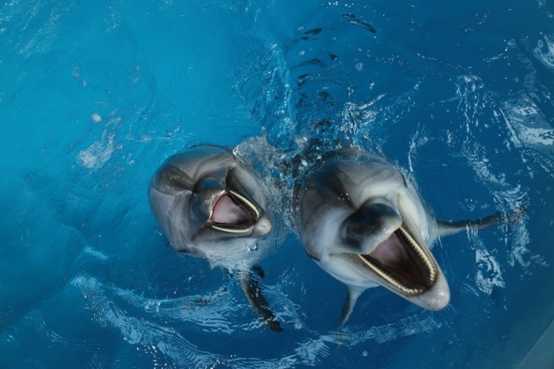 Центр плавания с дельфинами открыли в Новосибирске 
