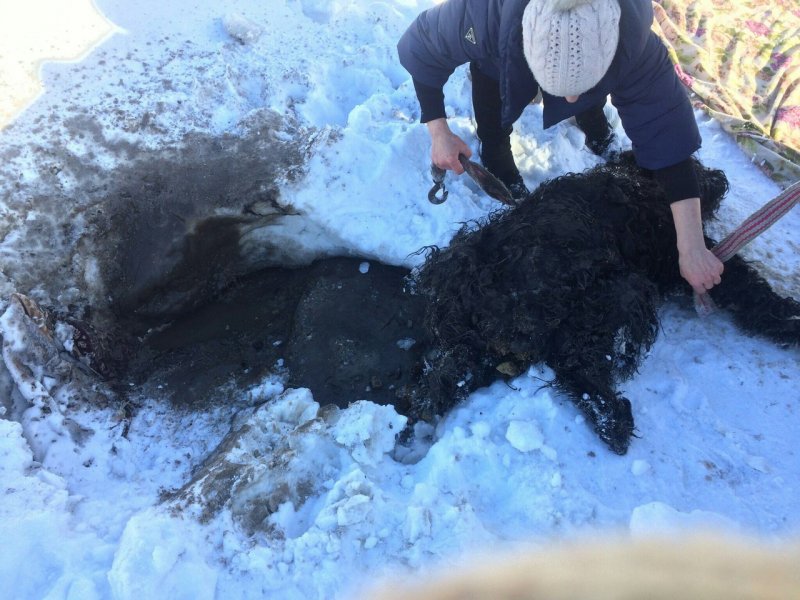 Автомобилистка сбила пса и бросила его умирать в снегу