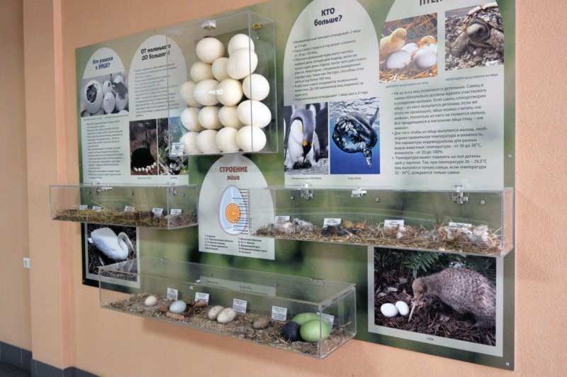 Новосибирский зоопарк устроит выставку яиц