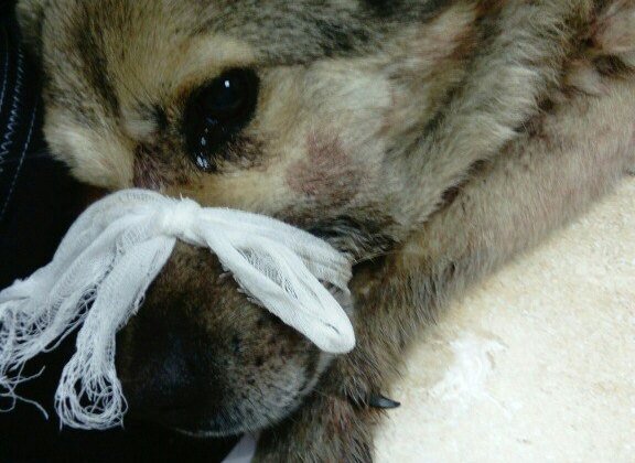 Неизвестные расстреляли пса со стройки из дробовика