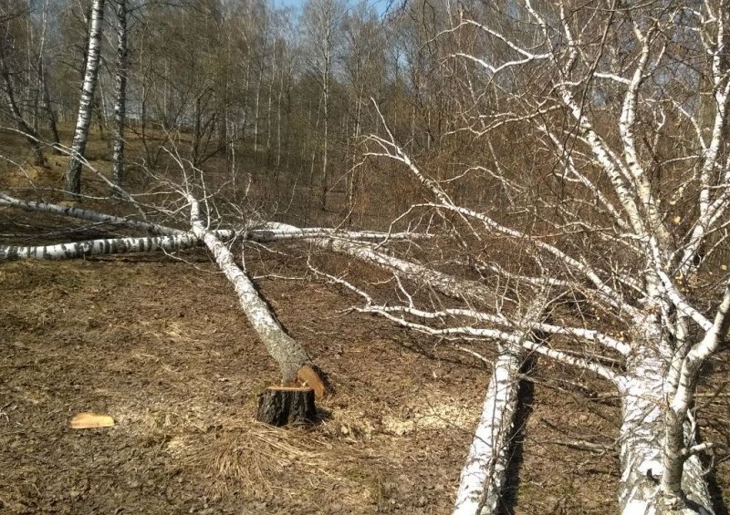 Лес начали рубить под застройку в Барышевском сельсовете