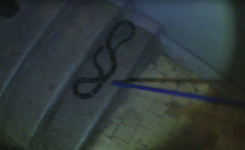 Девушка нашла ядовитую змею в своей квартире