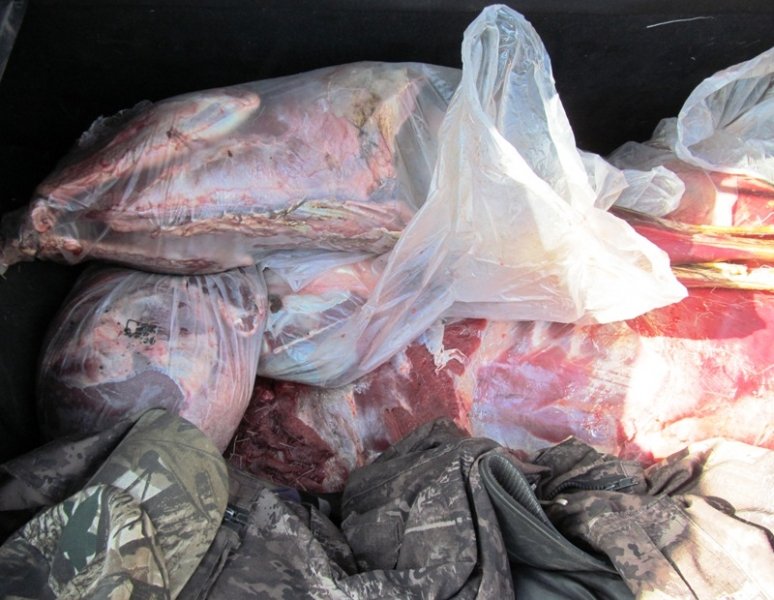 Инспекторы ДПС поймали браконьеров с убитым лосем