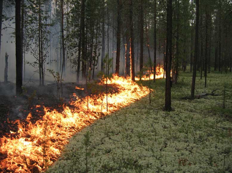 Новосибирцам запретили разводить огонь в лесу из-за ветра