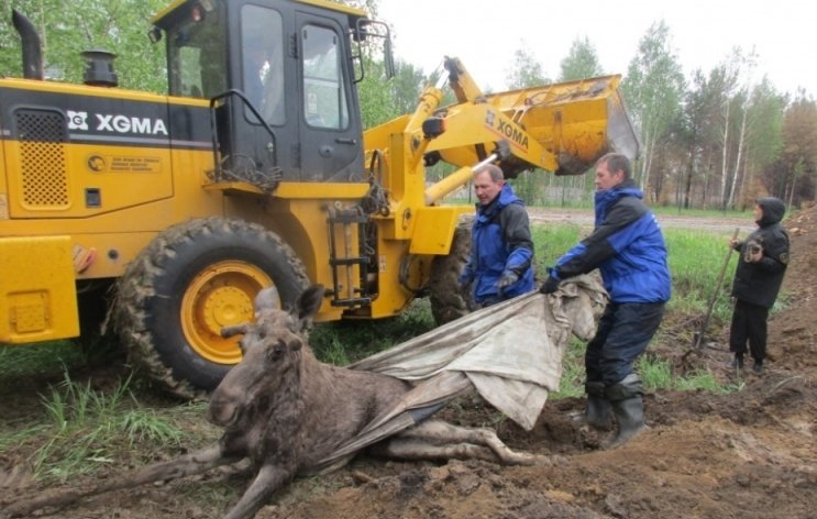 Спасатели вытащили из ямы 300-килограммового лося
