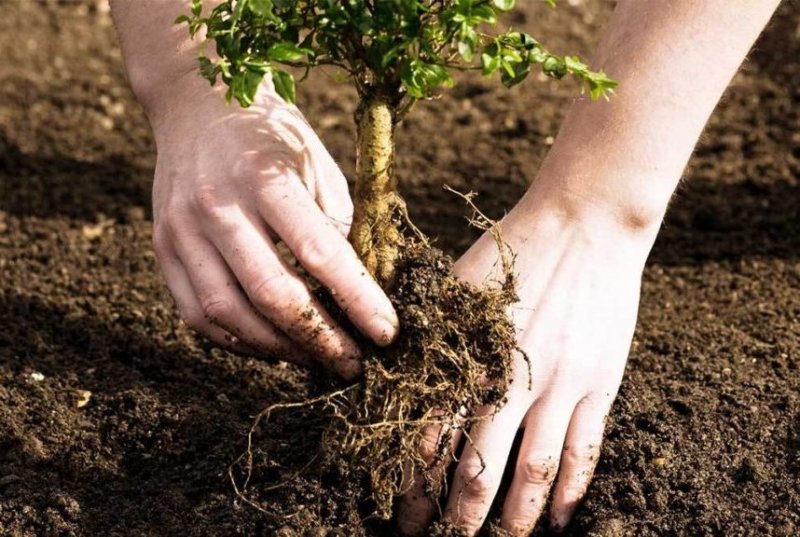 Более семи тысяч деревьев высадят в Новосибирске