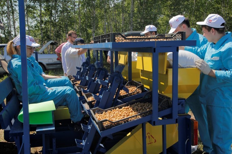 Экспериментальный картофель посадили под Новосибирском