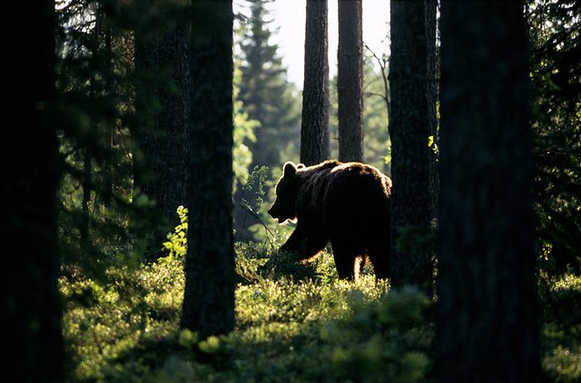 Медведь забрел в бор под Новосибирском