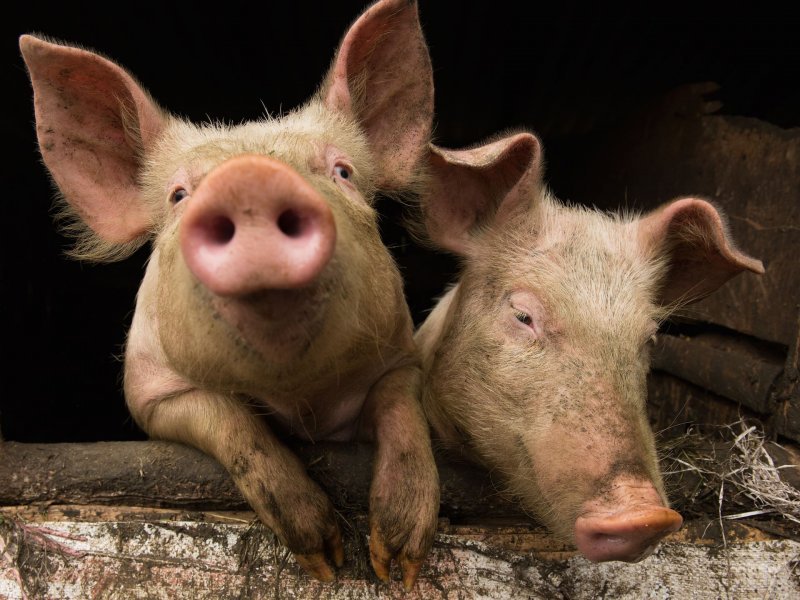 Губернатор поручил не жалеть средств против чумы свиней