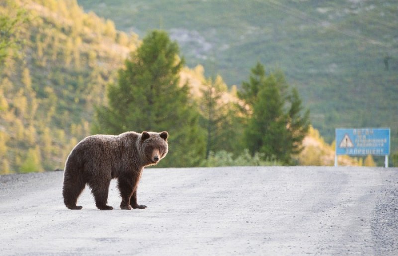 Медведи вышли на шоссе под Новосибирском