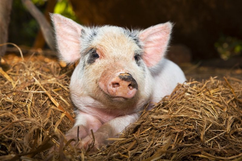 Африканскую чуму заподозрили у свиней в Новосибирской области