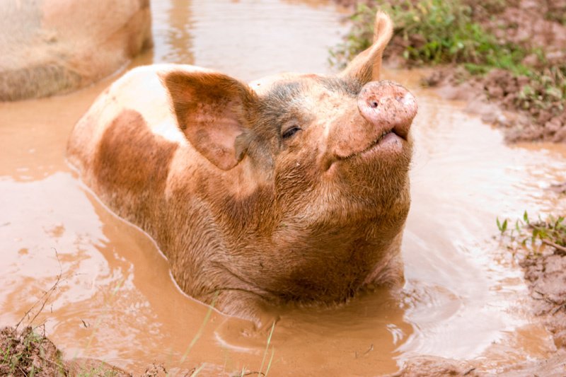 Россельхознадзор опроверг заражение свиней африканской чумой