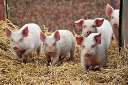 Ветеринары усилили профилактику африканской чумы свиней