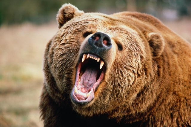 Медведь напал на женщину в Новосибирской области