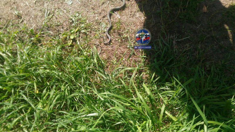 Змею заметили на детской площадке