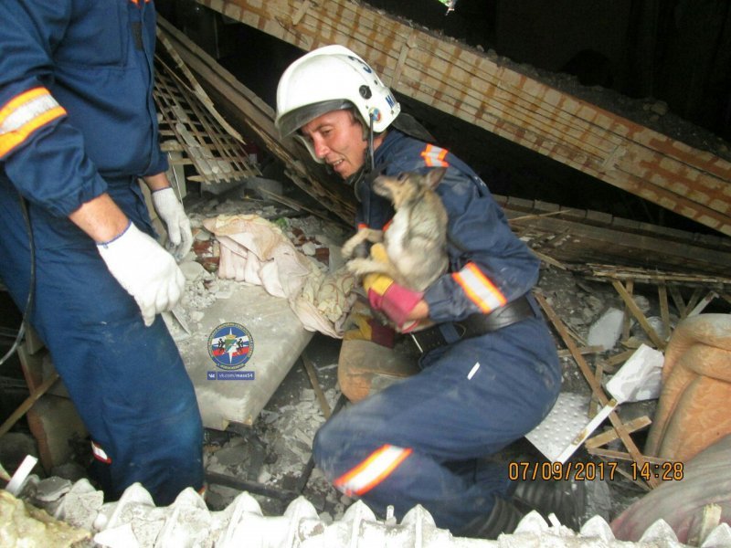 Спасатели достали собачку из-под обломков взорванной квартиры