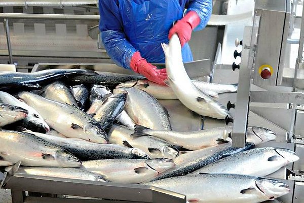 Завод по переработке рыбы откроется в Новосибирской области