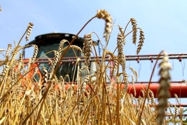 Новосибирские аграрии намолотили 2,3 миллиона тонн зерна